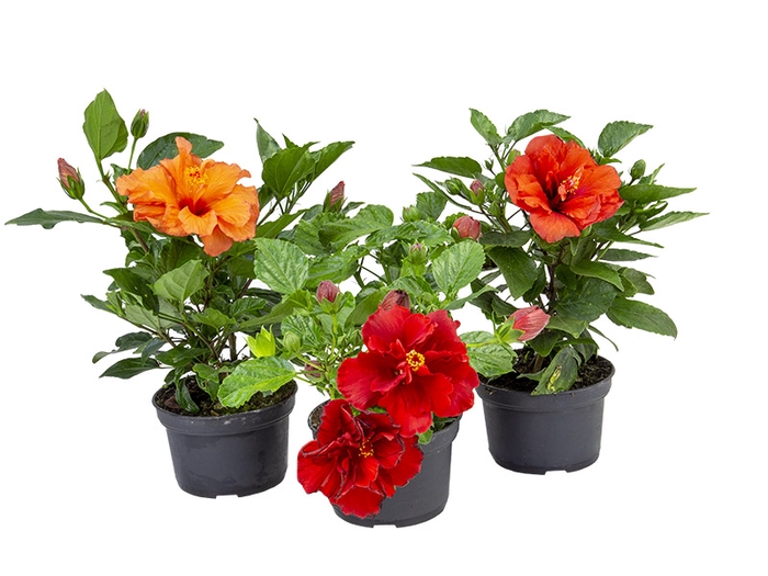 HIBISQS DOBRADO P15 VARIADO