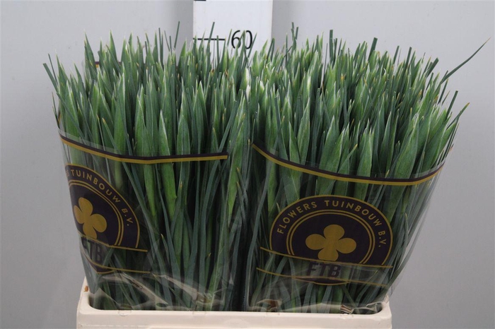 <h4>Iris Casablanca</h4>