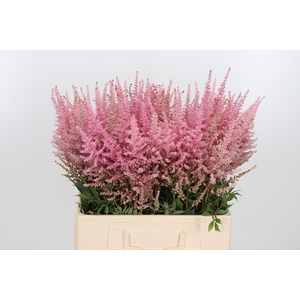 Astilbe Erika Roze