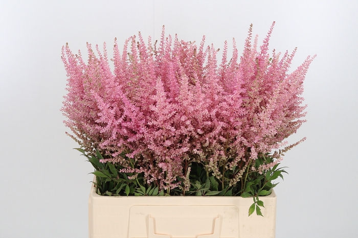 <h4>Astilbe Erika Roze</h4>