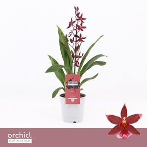 Barrocco Red, 1-spike 'Orchid Collection'