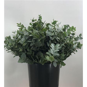 Euca Cinerea C 150 Koning