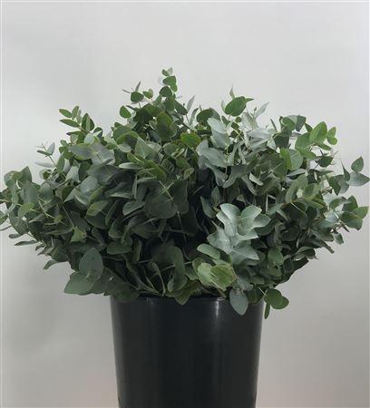 <h4>Euca Cinerea C 150 Koning</h4>