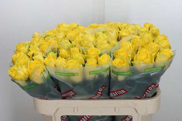 <h4>Rosa GR 'Good Times'</h4>