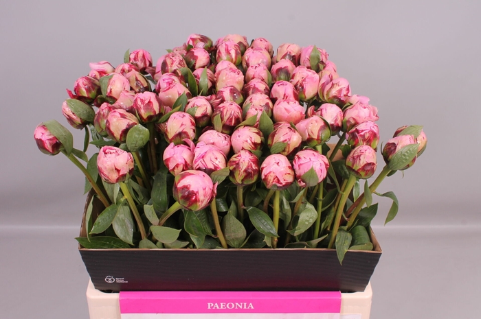 <h4>Paeonia Marguerite Gérard</h4>