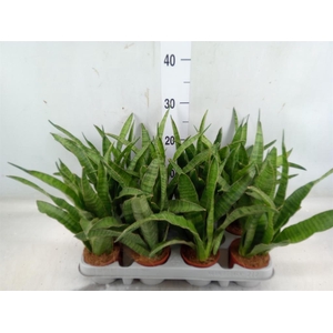 Sansevieria zeylanica 'Greenline'