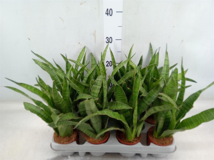 <h4>Sansevieria zeylanica 'Greenline'</h4>