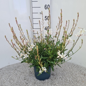 Gaura Geyser White