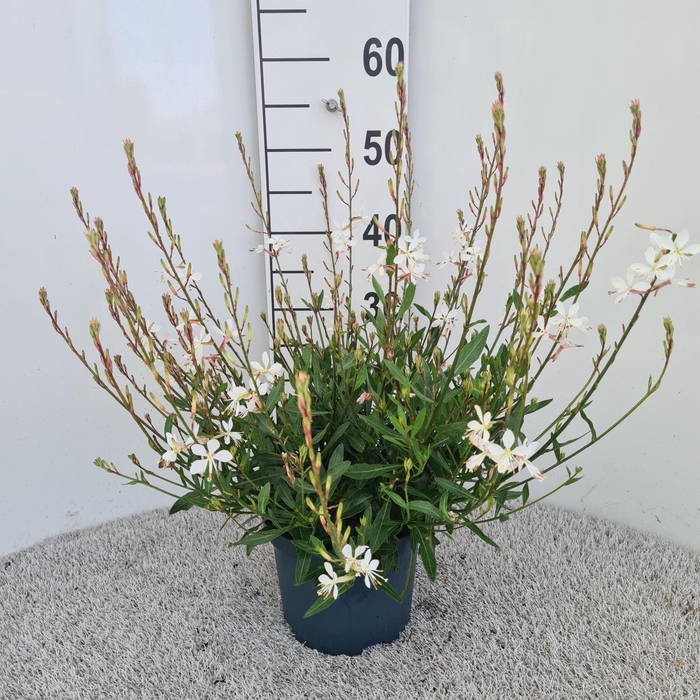 <h4>Gaura Geyser White</h4>