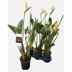 STRELITZIA REGIN BL