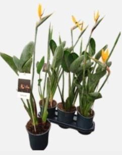 <h4>STRELITZIA REGIN BL</h4>