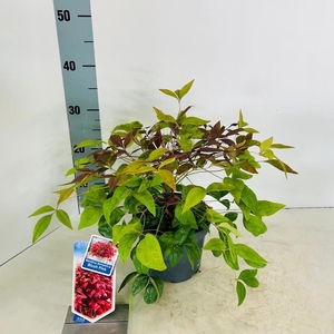 Nandina Blush Pink