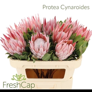 PROTEA CYNAROIDES