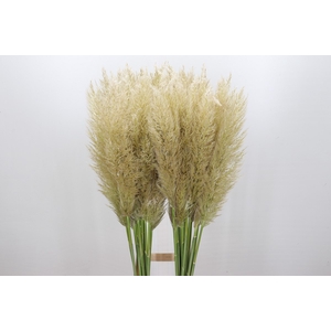 Cortaderia Selloana Evita