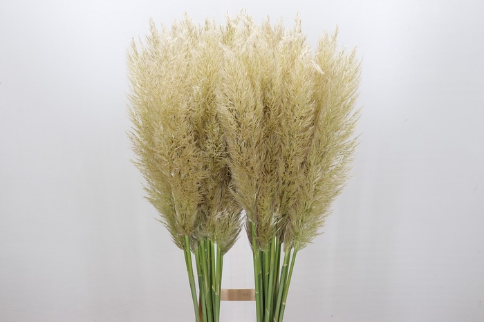 Cortaderia Selloana Evita