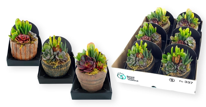 <h4>Arr.  Succulents L%</h4>