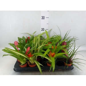 Bromelia   ...mix