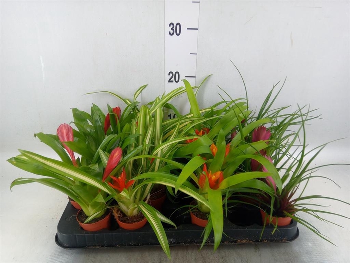 <h4>Bromelia   ...mix</h4>