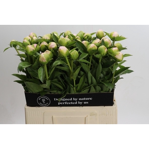 Paeonia Princess Bride