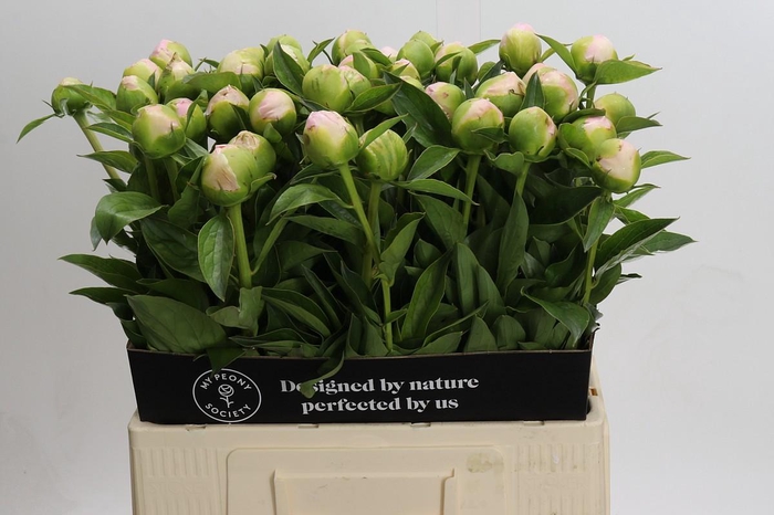 <h4>Paeonia Princess Bride</h4>