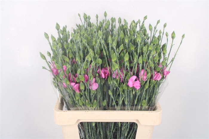 <h4>Di Symply Lila</h4>