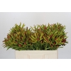 Leucadendron Ayoba Cherry Pearl