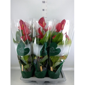 Anthurium andr. 'Melodia'