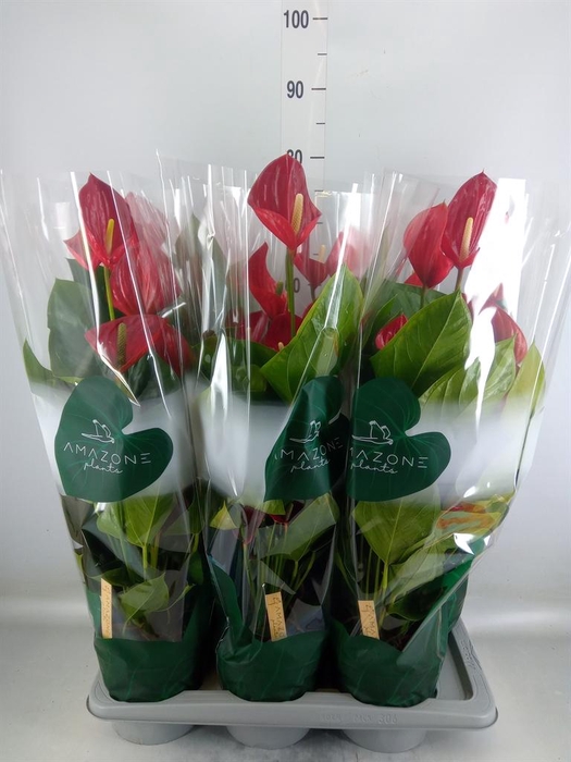 <h4>Anthurium andr. 'Melodia'</h4>