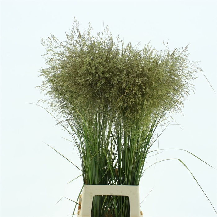 <h4>Deschampsia Brons</h4>