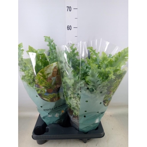 Phlebodium aureum 'Davana'