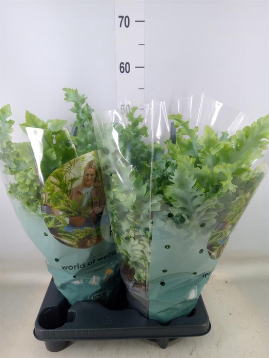 <h4>Phlebodium aureum 'Davana'</h4>