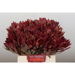 Leucadendron Jester