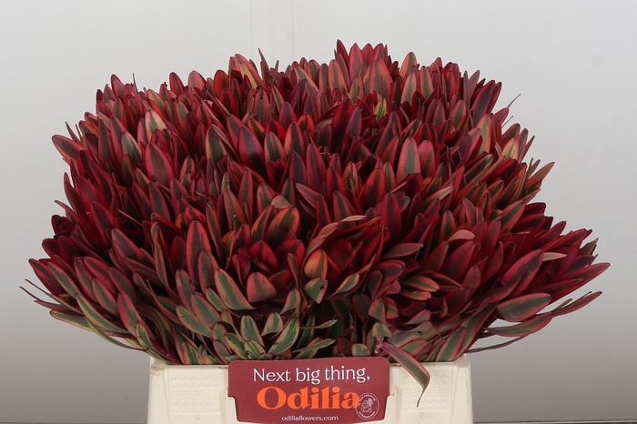 <h4>Leucadendron Jester</h4>