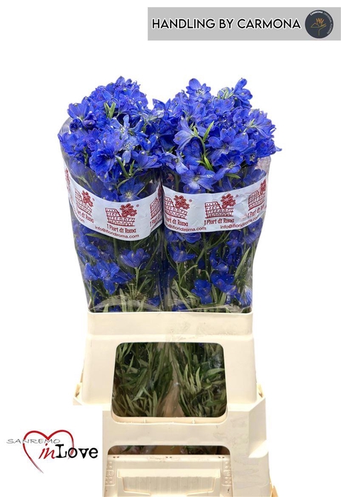 <h4>Delph En Jenny Pearl</h4>