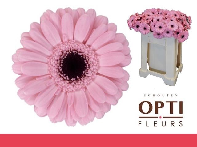 <h4>GE MI SMART</h4>