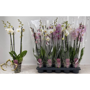 PHAL GEM