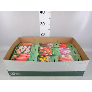 Flowerbulbs, corns or tubers   ...