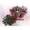 Rosa Favourite Gemengd