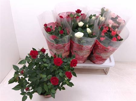 Rosa Favourite Gemengd