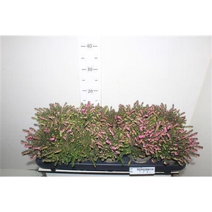 ERIC DA KRAMERS ROTE