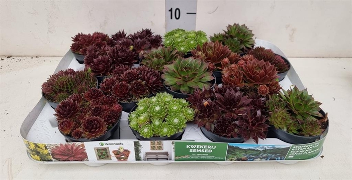 <h4>Sempervivum   ...</h4>