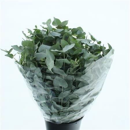<h4>EUC CINEREA PER BOS</h4>