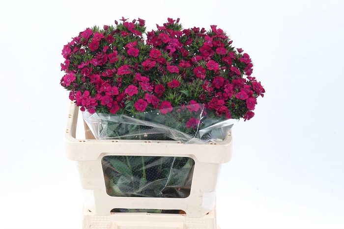 <h4>Di Barb Am Neon Cher</h4>