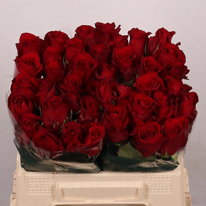 <h4>R GR EXPLORER</h4>