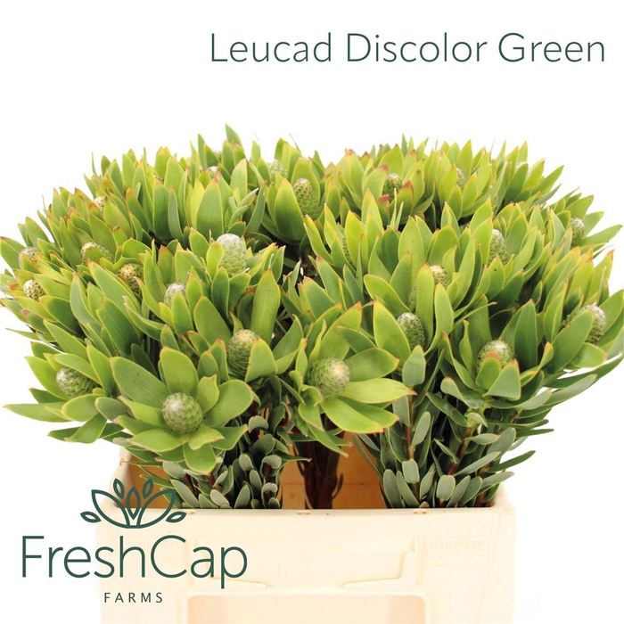 <h4>Leucad Discolor Green</h4>