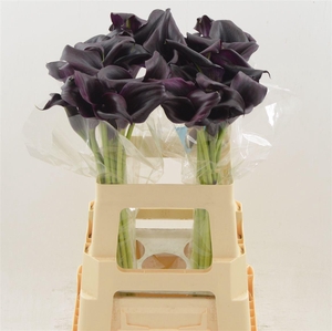 CALLA ODESSA