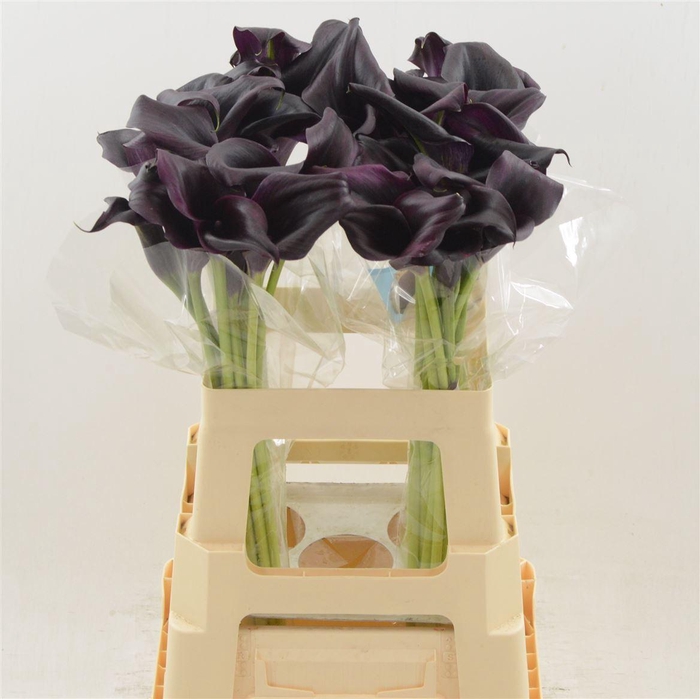 <h4>CALLA ODESSA</h4>
