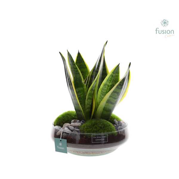 <h4>Green Bottle Iris Large met Sansevieria</h4>