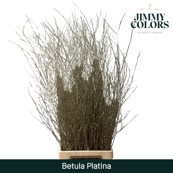 <h4>Betula L120 Mtlc. Platina</h4>