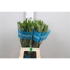 Ornithogalum thyrs. 'Mount Fuji'